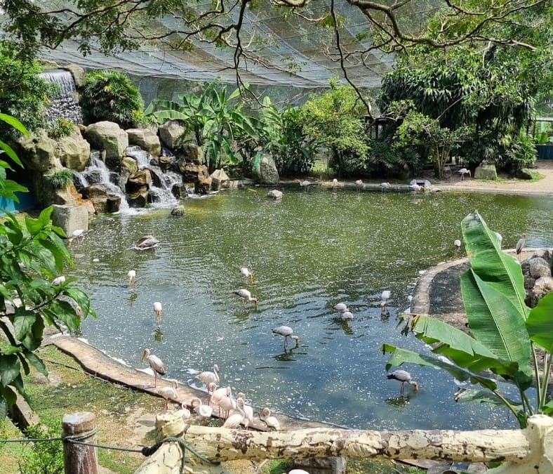 tasik dengan burung